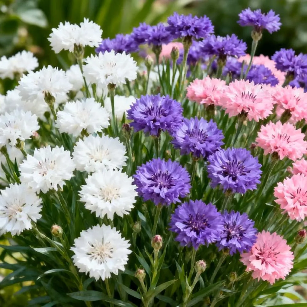 🔥Final 3 Hours 🌱Premium Cornflower Seeds🌸 Free fertilizer.. - Image 9